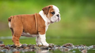 Λίλιαν Σίμου astrolife