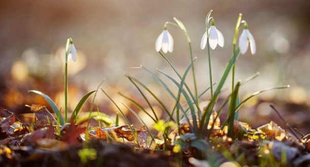 Λίλιαν Σίμου astrolife