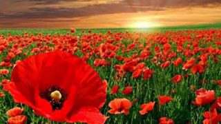 Λίλιαν Σίμου astrolife