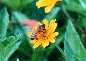 προβλέψεις Λίλιαν Σίμου astrolife