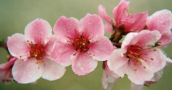 προβλέψεις Λίλιαν Σίμου astrolife