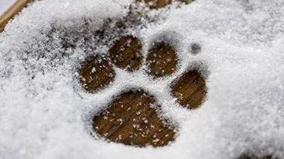 Λίλιαν Σίμου astrolife