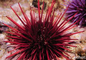 Λίλιαν Σίμου astrolife