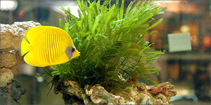 aquarium600_63364_tS2033