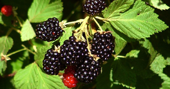 Λίλιαν Σίμου astrolife