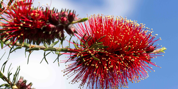 ανθοϊάματα Λίλιαν Σίμου astrolife