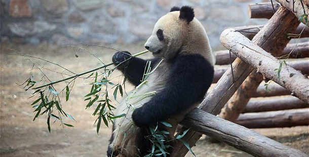 astrolife Λίλιαν Σίμου