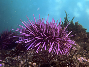 david-wrobel-purple-sea-urchin-strongylocentrotus-purpuratus-pacific-coast-of-north-america