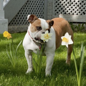 Λίλιαν Σίμου astrolife