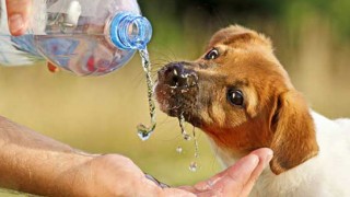 Λίλιαν Σίμου astrolife σκύλος ζώα