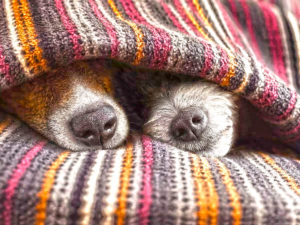 Λίλιαν Σίμου astrolife