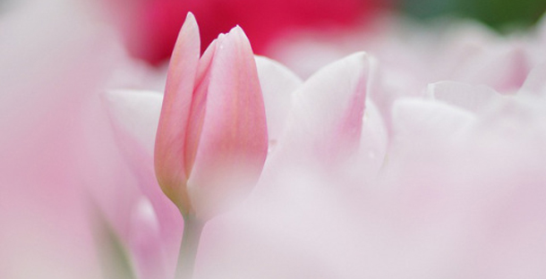 εβδομαδιαίες προβλέψεις Astrolife