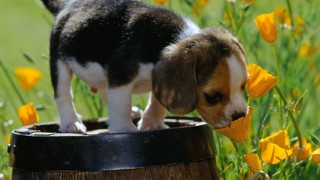 Λίλιαν Σίμου astrolife