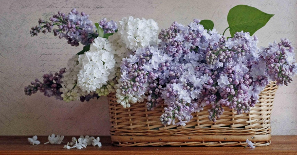 προβλέψεις Λίλιαν Σίμου astrolife