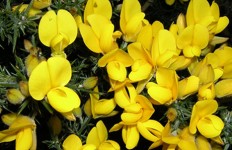 Λίλιαν Σίμου astrolife