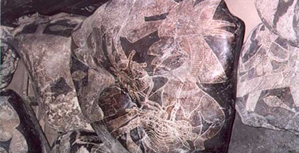 astrolife Λίλιαν Σίμου