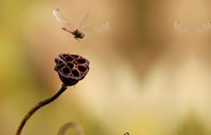 προβλέψεις Λίλιαν Σίμου astrolife