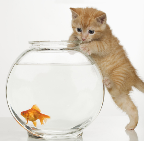Kitten trying to get at a goldfish