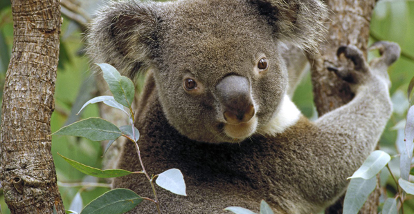 astrolife Λίλιαν Σίμου