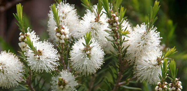 tea tree astrolife