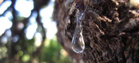 μαστίχα Χίου Λίλιαν Σίμου astrolife