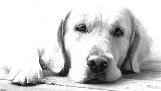 Λίλιαν Σίμου astrolife