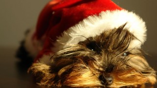 Χριστουγεννιάτικα φυτά και κατοικίδιο ζωάκι