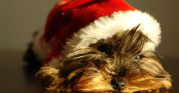 Χριστουγεννιάτικα φυτά και κατοικίδιο ζωάκι