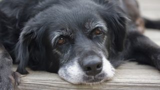 Λίλιαν Σίμου astrolife