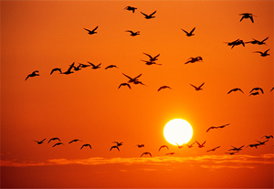 Λίλιαν Σίμου Ινδιάνικη αστρολογία τοτέμ astrolife