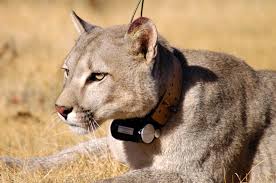 Λίλιαν Σίμου astrolife