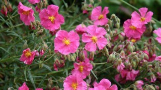 Λίλιαν Σίμου astrolife