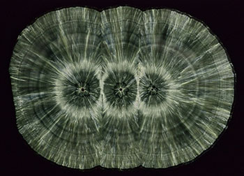 προβλέψεις Λίλιαν Σίμου astrolife