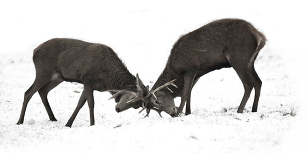 προβλέψεις Λίλιαν Σίμου astrolife