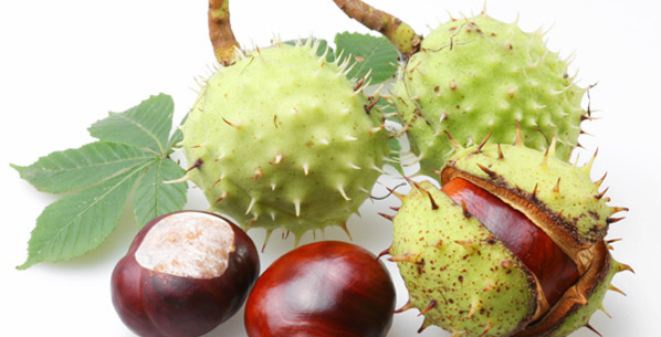 Sweet chestnut Λίλιαν Σίμου astrolife