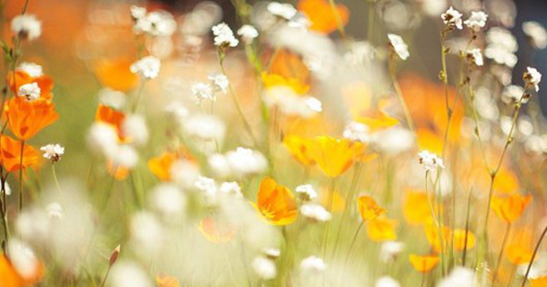 εβδομαδιαίες προβλέψεις astrolife