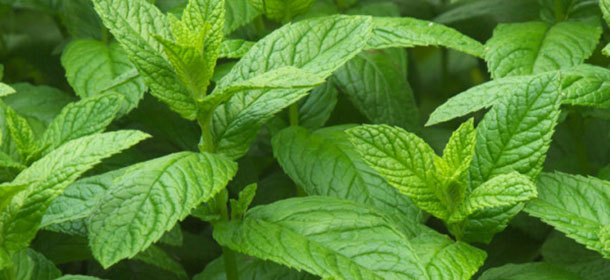 Λίλιαν Σίμου astrolife