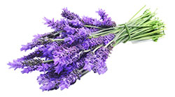 Λίλιαν Σίμου astrolife