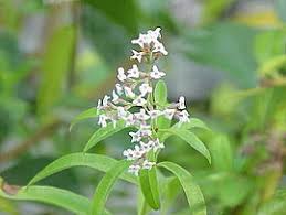 Λίλιαν Σίμου astrolife