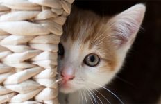 προβλέψεις Λίλιαν Σίμου astrolife