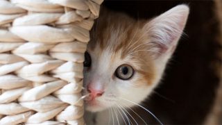 προβλέψεις Λίλιαν Σίμου astrolife