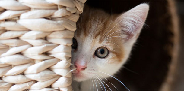 προβλέψεις Λίλιαν Σίμου astrolife