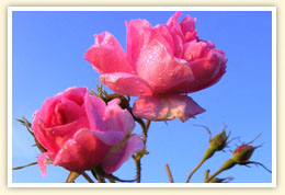 προβλέψεις Λίλιαν Σίμου astrolife