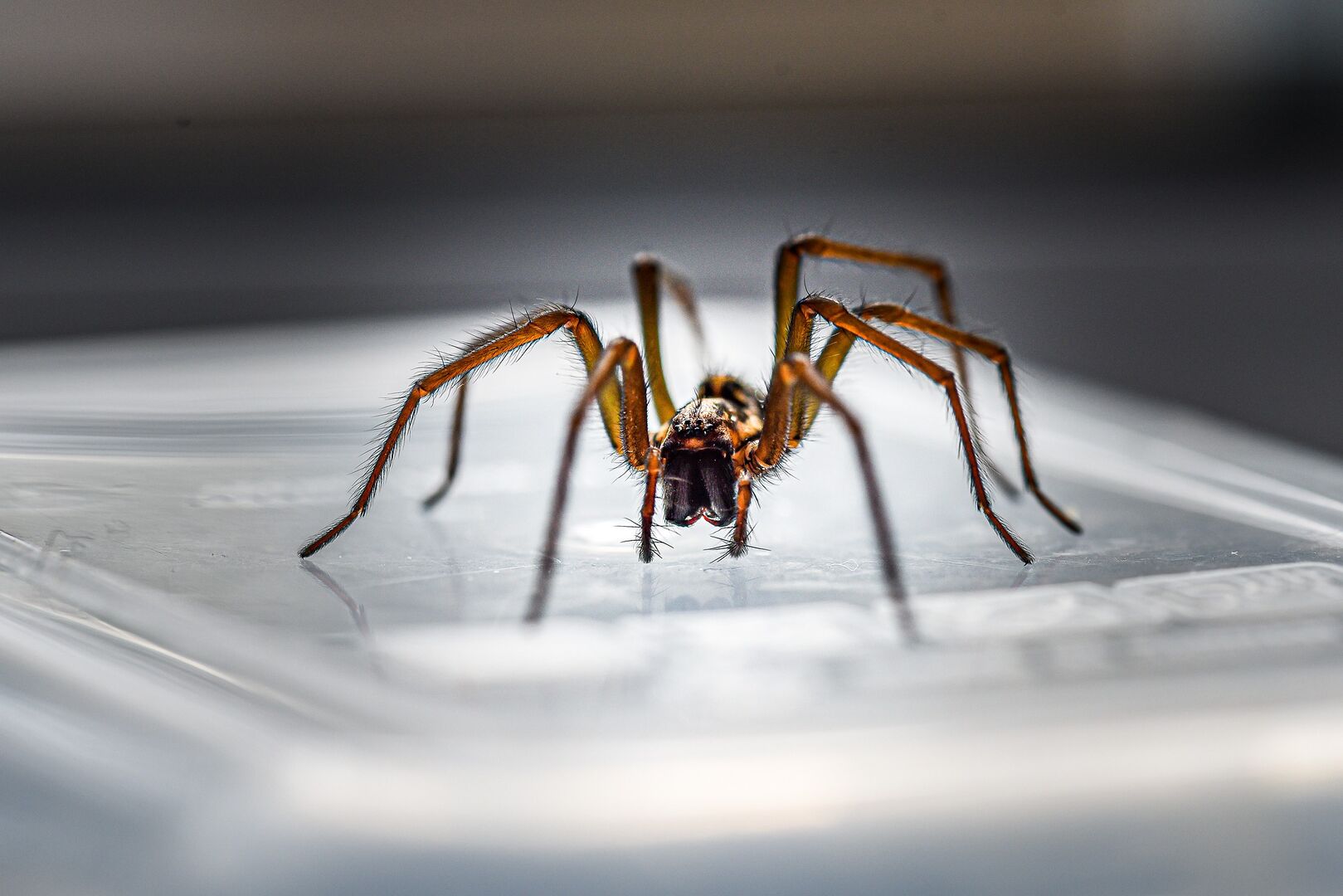 Nahaufnahme einer Spinne