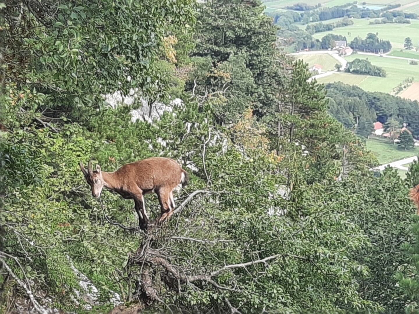 Steinbock Baumkrone