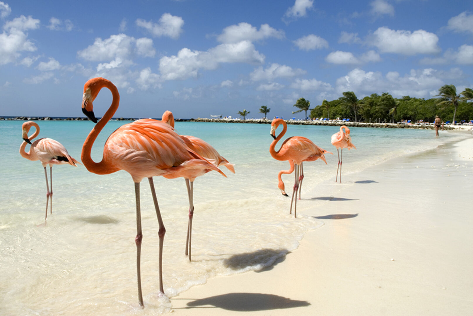 Flamingos am Strand