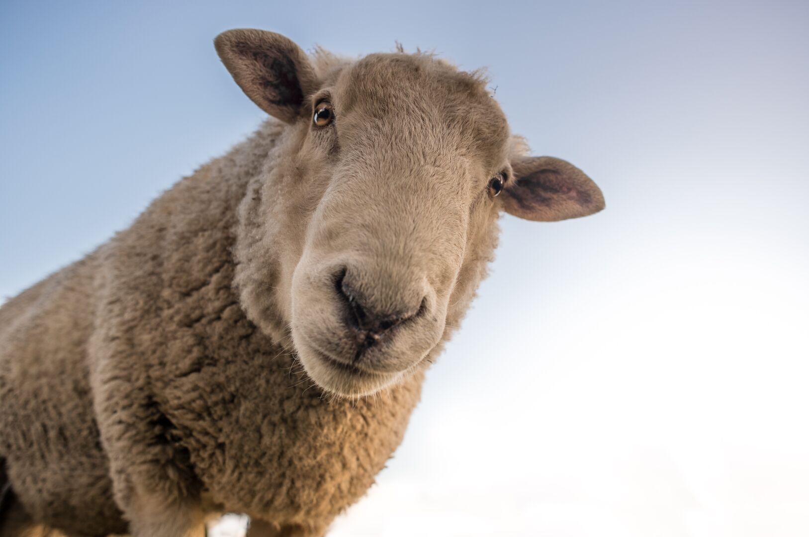 Schaf | Credit: Pexels/Skitterphoto