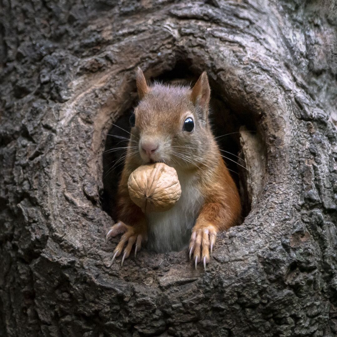 Eichhörnchen am Baum