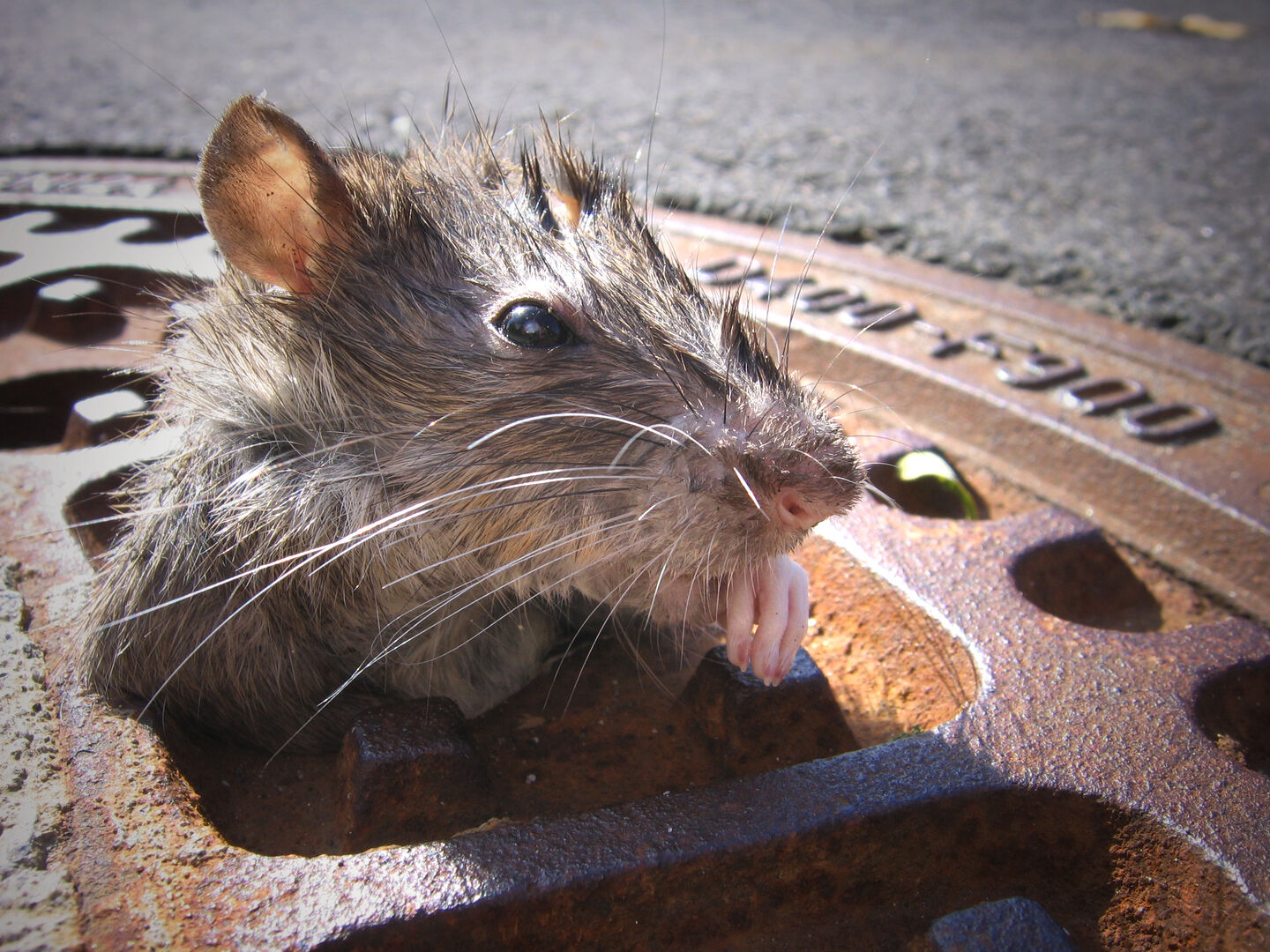 Ratte im Kanaldeckel