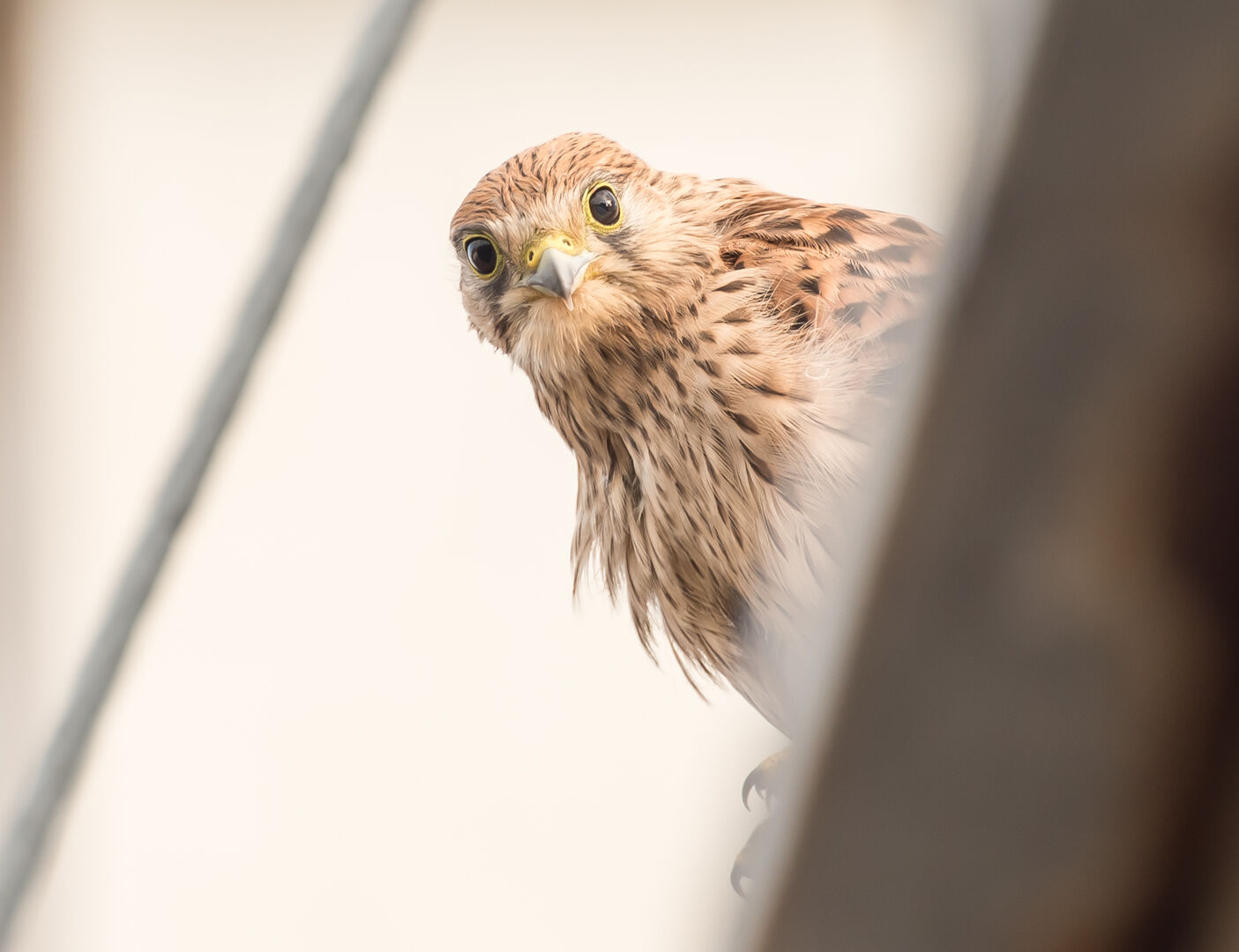 Der Turmfalke